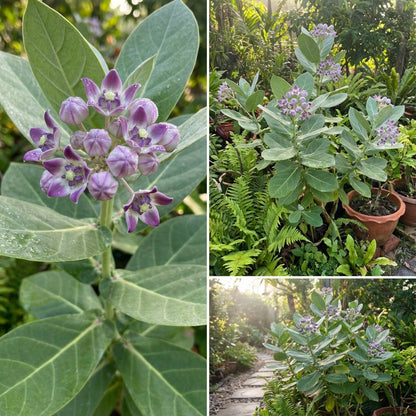 Purple Calotropis Gigantea Planting Seeds
