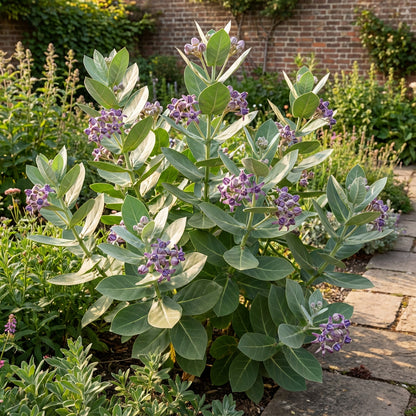 Purple Calotropis Gigantea Planting Seeds