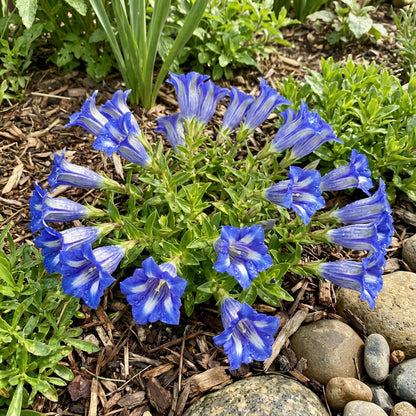 Blue-White Gentian Seeds for Easy Planting