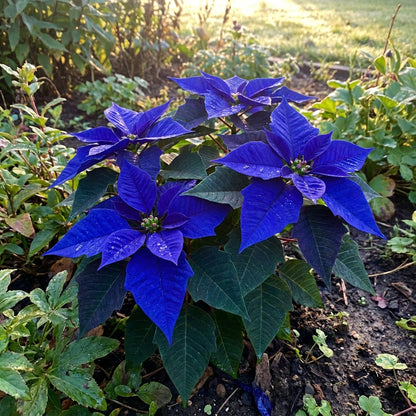 Blue Poinsettia Planting Seeds