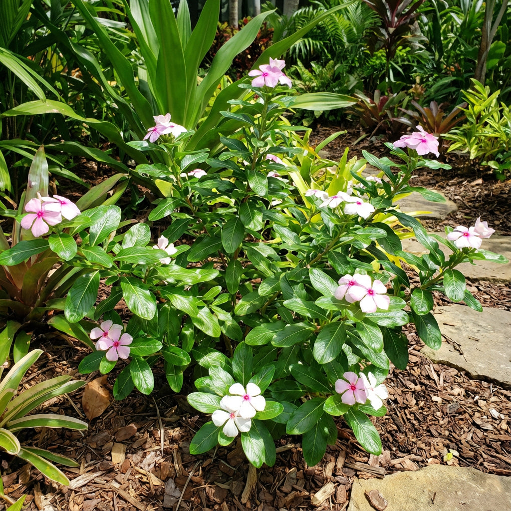 Madagascar Flower Planting Seeds Mix