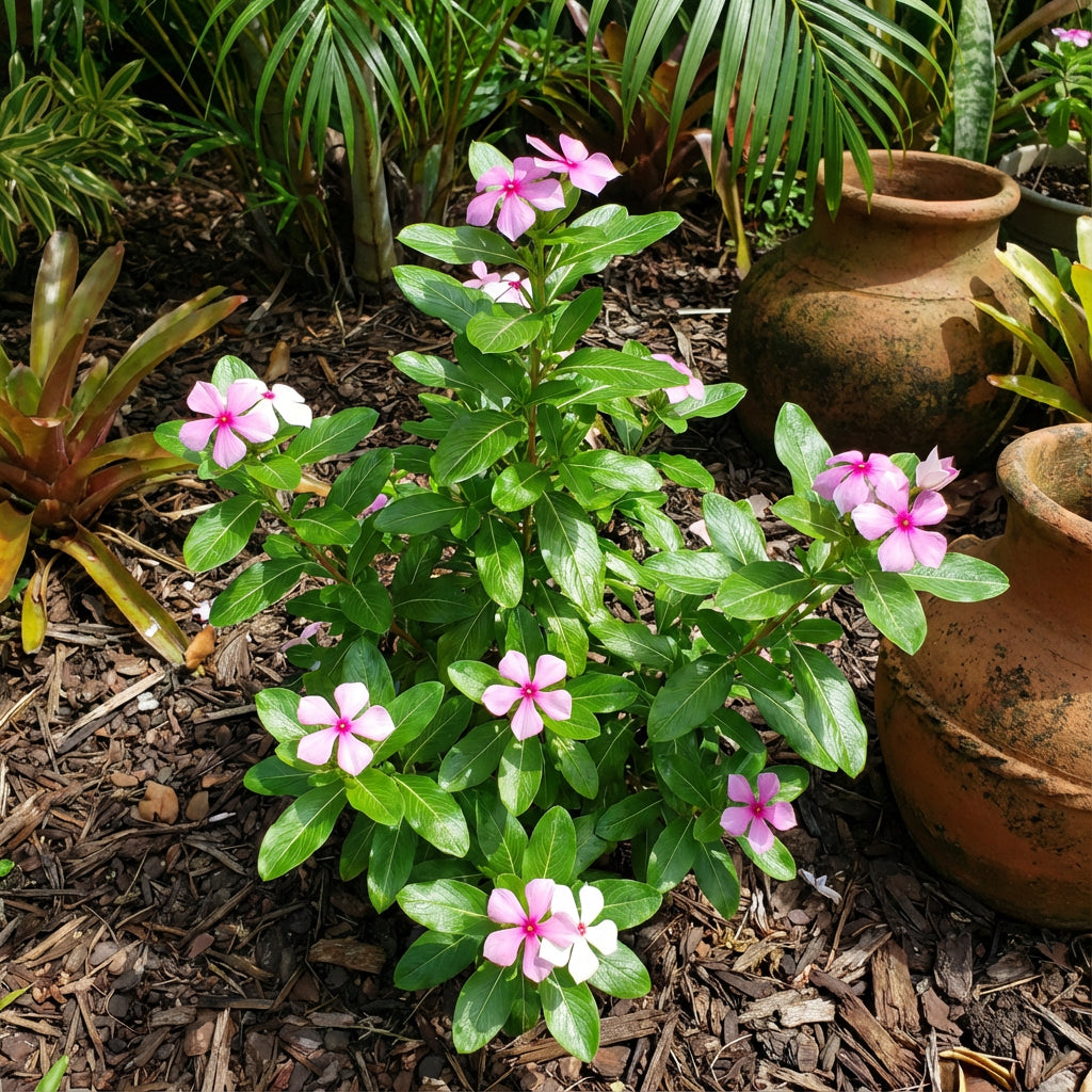 Madagascar Flower Planting Seeds Mix