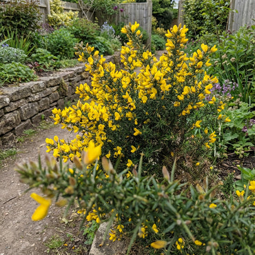 Yellow Gorse Ulex Europaeus Planting Seeds
