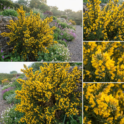 Yellow Gorse Ulex Europaeus Planting Seeds