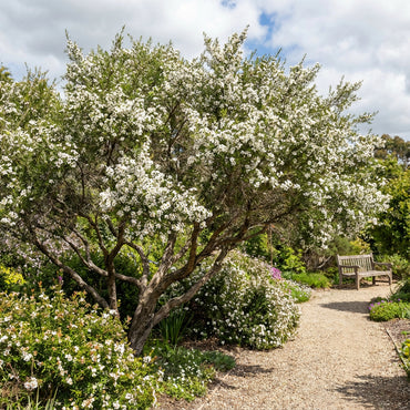 White Leptospermum Citratum Tree Planting  Seed for Beautiful Growth and Fragrant Blooms in Your Garden