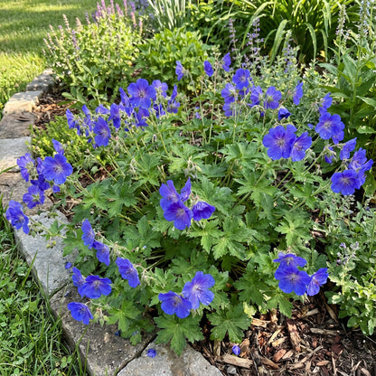 Blue Univalve Geranium Flower Seeds for Planting