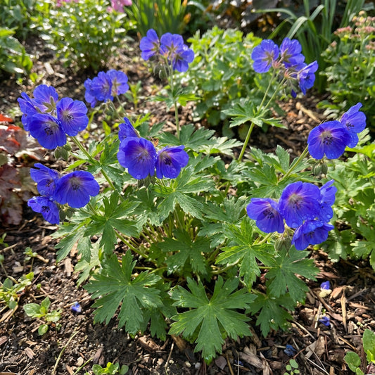 Blue Univalve Geranium Flower Seeds for Planting