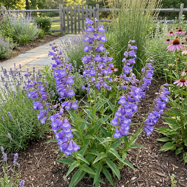 Blue Penstemon Seeds for Planting