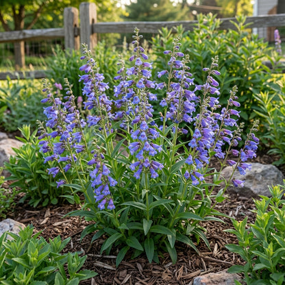 Blue Penstemon Seeds for Planting