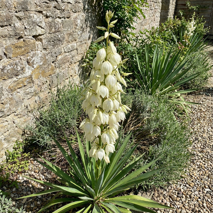 White Yucca Tree Planting Seed  Perfect for Gardens, Easy to Grow, Ideal for Adding Unique Foliage to Your Outdoor Space
