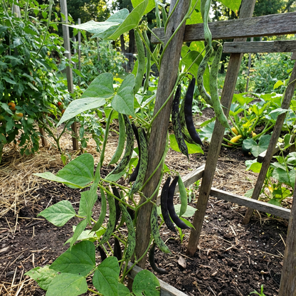 Green Black Rattlesnake Bean Seeds for Planting