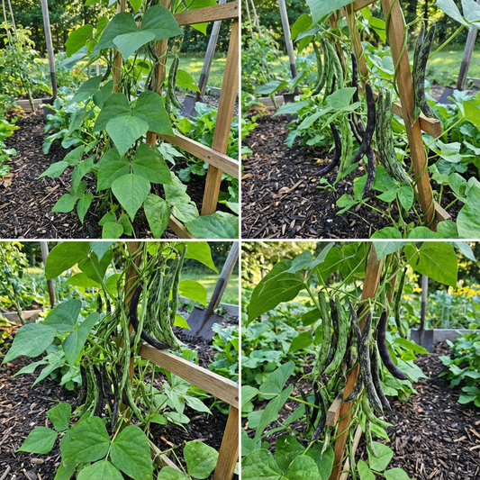Green Black Rattlesnake Bean Seeds for Planting