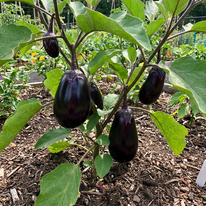 SAFLAX Eggplant Seeds for Easy Planting Grow Your Own Vegetables