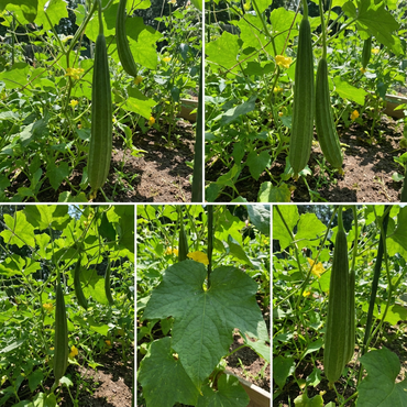 Acutangula Seeds for Planting - Grow Fresh Vegetables