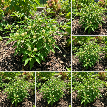 Pearl Pepper Seeds for Planting - Grow Your Own Vegetables