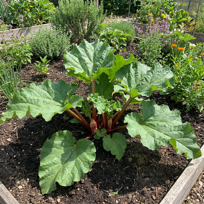 Ruibarbo Plant Seeds for Gardening and Planting: Grow Your Own Delicious Rhubarb!