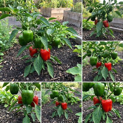 Capsicam Vegetable Seeds for Easy Planting