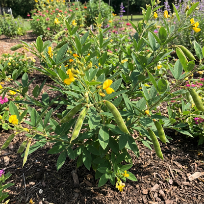 Cajanus Vegetable Seeds – Perfect for Easy Planting