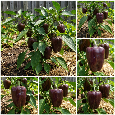 Chocolate Pepper Seeds for Easy Planting