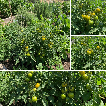 Tomate Cebra Seeds for Home Gardening