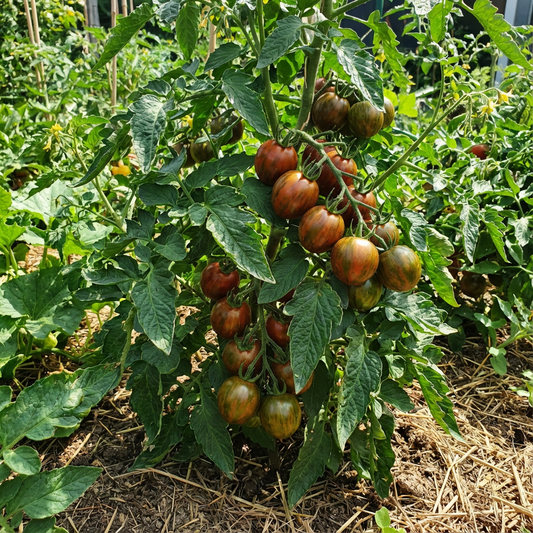 Tomate Cebra Seeds for Home Gardening
