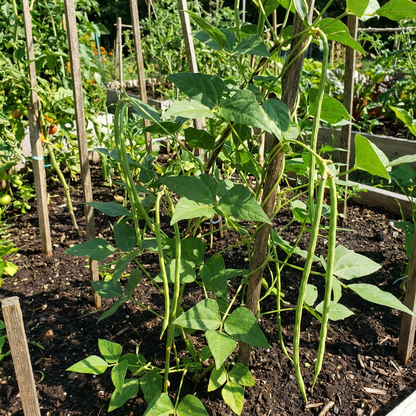 Planting Cowpea Vegetable Seeds for Your Garden