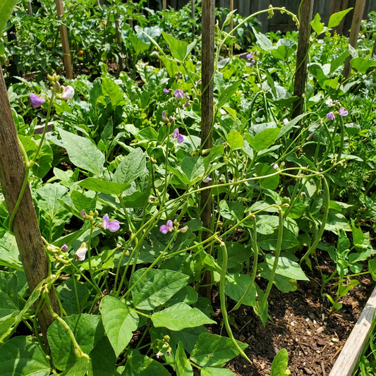 Planting Cowpea Vegetable Seeds for Your Garden