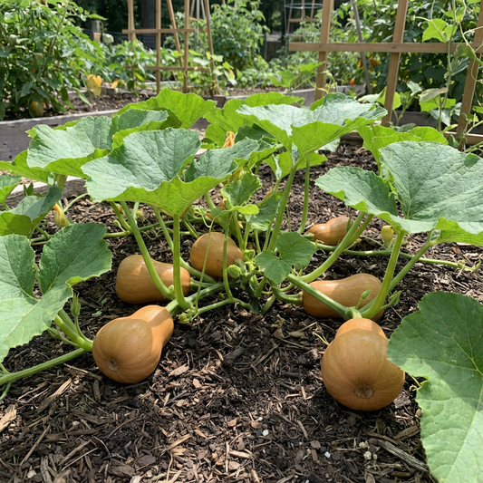 Orange Honeynut Seeds for Planting
