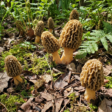 Morel Mushroom Seeds for Home Planting
