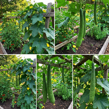 Ridge Gourd Vegetable Seeds for Home Gardening