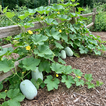 Winter-Melone Vegetable Planting Seeds for Thriving Gardens