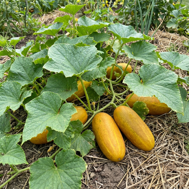 Thick Yellow Cucumber Seeds for Planting
