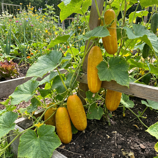 Thick Yellow Cucumber Seeds for Planting