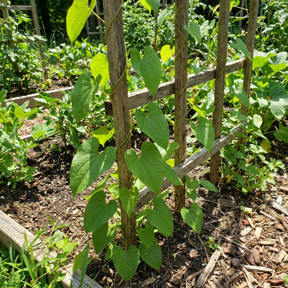 Dioscorea Vegetable Seeds for Easy Planting