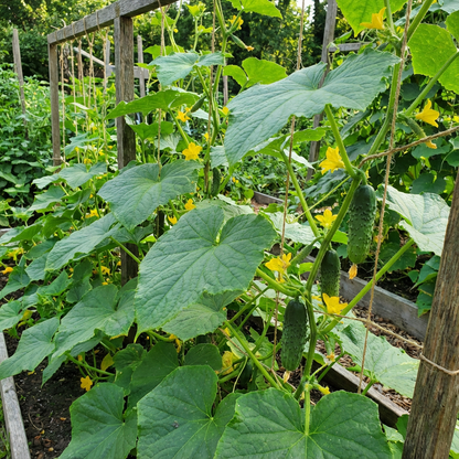 Cucumber Vegetable Seeds for Easy Planting