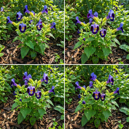 Fournieri Flower Seeds for Planting