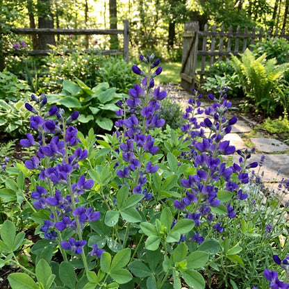 Blue False Indigo Seeds for Easy Planting  Vibrant Flowering Plants