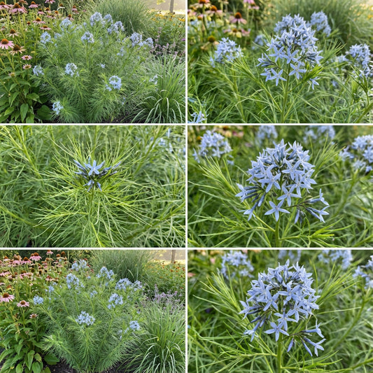 Plant Amsonia Hubrichtii Bluestar Seeds