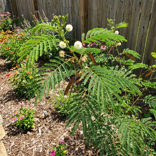 Leucaena Leucocephala Wild Tamarind Seeds for Easy Planting