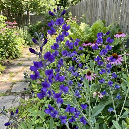 Blue False Indigo Seeds for Easy Planting  Vibrant Flowering Plants