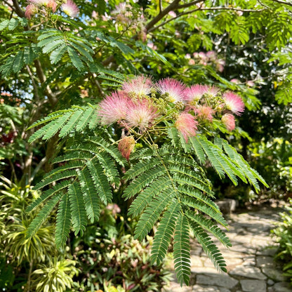 サマネア・サマン・モンキーポッドの花の種