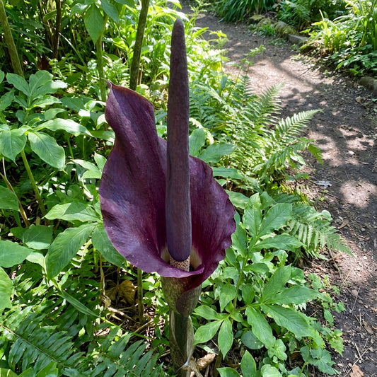 Voodoo Lily Seeds: Exotic Flowering Plant Seeds for Unique Garden Aesthetics