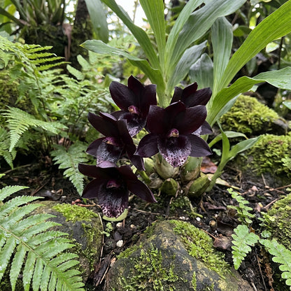 Black Orchid Flower Seeds for Easy Planting