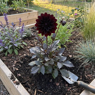Planting Black Dahlia Flower Seeds