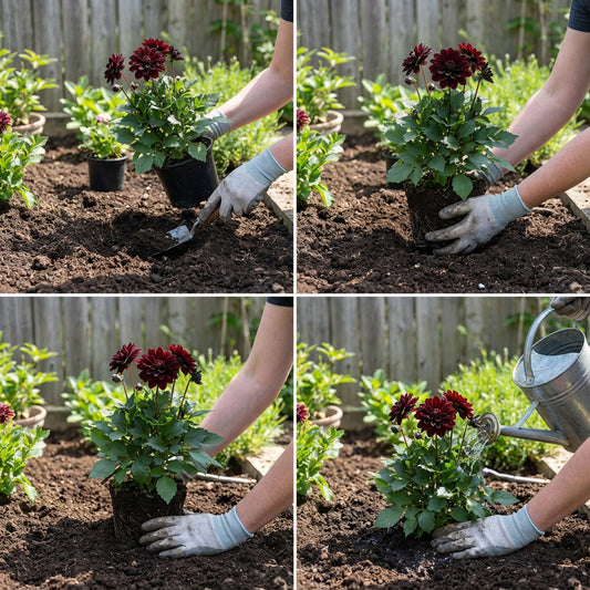 Planting Black Dahlia Flower Seeds