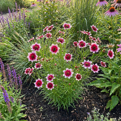 Coreopsis Seeds: Berry Chiffon Planting Pack