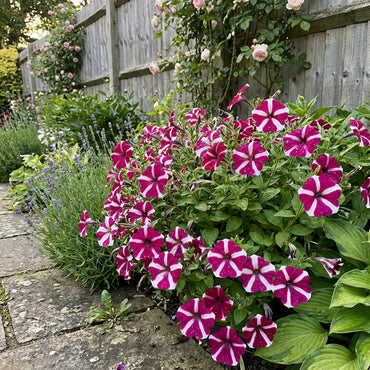 Semillas de Flor Petunia Estrella Rosa para Plantar - Flores Vivas para Tu Jardín