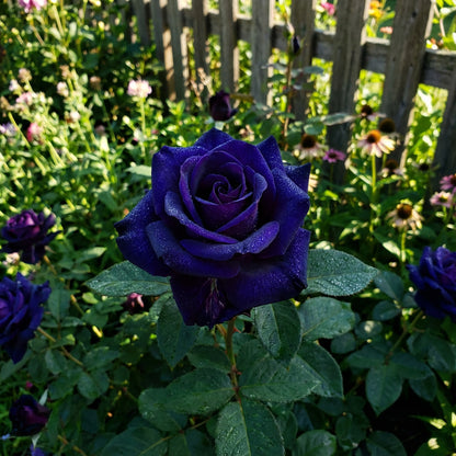 Blue Black Rose Seeds for Planting