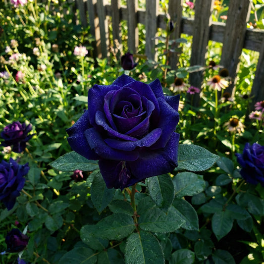 Blue Black Rose Seeds for Planting