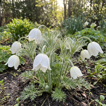 White Anemone Pulsatilla Seeds for Planting